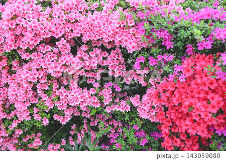 April 30 2026 Pink azalea flowers blooming in spring garden April 30 2026 Pink azalea flowers blooming in spring garden 143059080