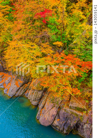 秋山郷の猿飛橋から中津川の青く美しい流れと柱状節理の岩肌に生える紅葉の木々を縦構図で捉えた風景 143059141
