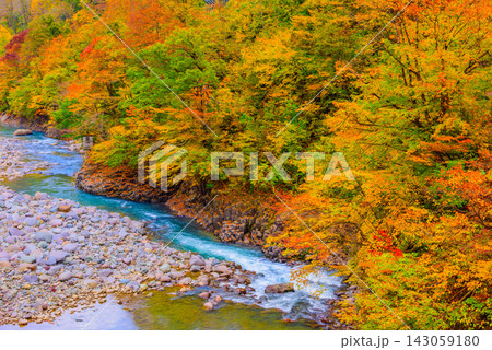 秋山郷の猿飛橋から逆巻の川原方向の紅葉の山肌と青空に映える中津川の美しい流れを捉えた早朝風景 秋山郷の猿飛橋から逆巻の川原方向の紅葉の山肌と青空に映える中津川の美しい流れを捉えた早朝風景 143059180