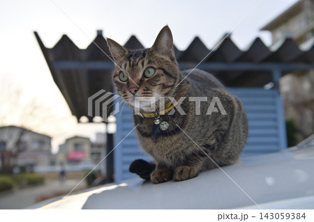 車の上のキジトラ猫 143059384