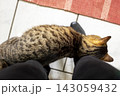 スリスリして甘える猫 143059432