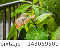 雨に濡れるウンベラータ 143059501