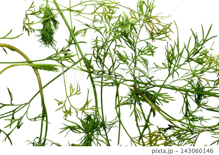 Green dill stems and leaves. 143060146