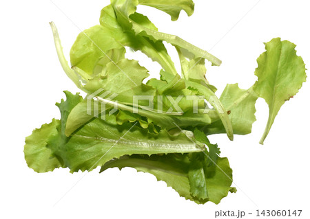Green lettuce leaves. 143060147