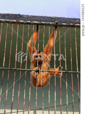 キタホオジロテナガザル(別府ラクテンチ) キタホオジロテナガザル(別府ラクテンチ) 143060225