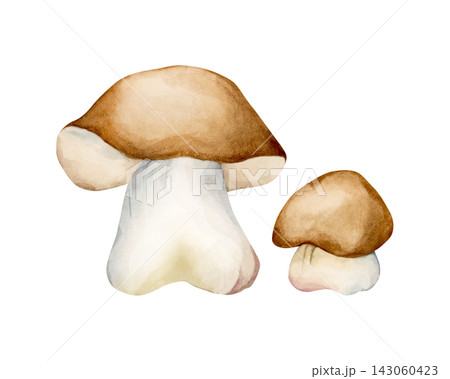 Cute Boletus. Autumn forest mushrooms bolete porcini Watercolor hand drawn floral food illustration isolated on white background for fall design home kitchen textile table cloth porcelain crockery 143060423