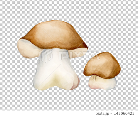 Cute Boletus. Autumn forest mushrooms bolete porcini Watercolor hand drawn floral food illustration isolated on white background for fall design home kitchen textile table cloth porcelain crockery Cute Boletus. Autumn forest mushrooms bolete porcini Watercolor hand drawn floral food illustration isolated on white background for fall design home kitchen textile table cloth porcelain crockery 143060423