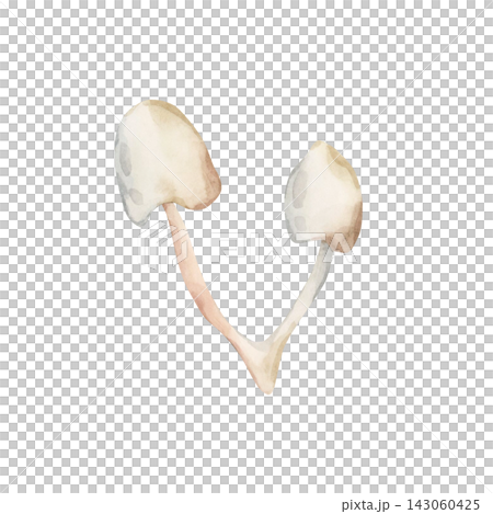 Cute Toadstool. Autumn forest poisonous mushrooms Watercolor hand drawn floral food illustration isolated on white background for cozy fall design home kitchen textile table cloth porcelain crockery Cute Toadstool. Autumn forest poisonous mushrooms Watercolor hand drawn floral food illustration isolated on white background for cozy fall design home kitchen textile table cloth porcelain crockery 143060425
