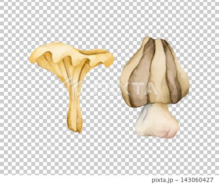 Cute Chanterelles. Autumn forest mushrooms Watercolor hand drawn floral food illustration isolated on white background pastel for cozy fall design home kitchen textile table cloth porcelain crockery Cute Chanterelles. Autumn forest mushrooms Watercolor hand drawn floral food illustration isolated on white background pastel for cozy fall design home kitchen textile table cloth porcelain crockery 143060427
