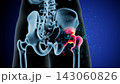 Dynamic Anatomy of the Human Hip Joint: Structure and Movement Insights 143060826