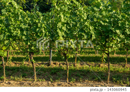 Side view of healthy green grapevine plants growing on trellis supports in a vineyard 143060945