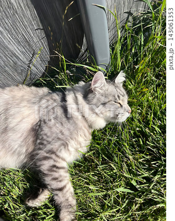 A cute, fluffy gray tabby cat is sleeping soundly with its eyes closed on a green grassy lawn in the sunlight A cute, fluffy gray tabby cat is sleeping soundly with its eyes closed on a green grassy lawn in the sunlight 143061353