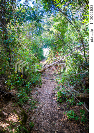 Walking along forest trail toward Veliko Jezero in Mljet National Park, Croatia. POV movement through lush Mediterranean forest represents hiking and nature travel Walking along forest trail toward Veliko Jezero in Mljet National Park, Croatia. POV movement through lush Mediterranean forest represents hiking and nature travel 143061682