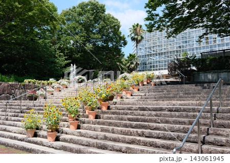 広島市植物公園の階段の花々 広島市植物公園の階段の花々 143061945