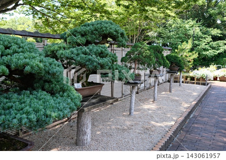 植物公園の盆栽 143061957