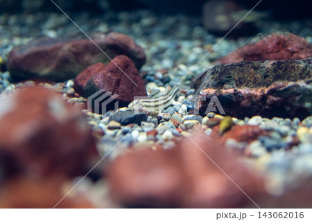 琵琶湖博物館の淡水魚 143062016