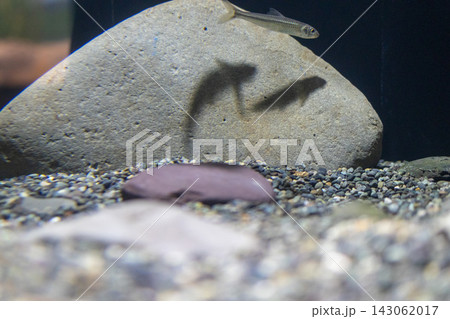 琵琶湖博物館の淡水魚 琵琶湖博物館の淡水魚 143062017