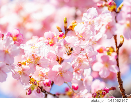 春の訪れをつげる満開の美しい河津桜とミツバチ 春の訪れをつげる満開の美しい河津桜とミツバチ 143062167