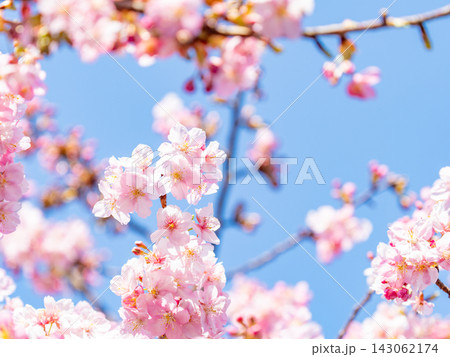 春の訪れをつげる満開の美しい河津桜 春の訪れをつげる満開の美しい河津桜 143062174