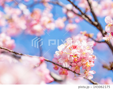 春の訪れをつげる満開の美しい河津桜 143062175