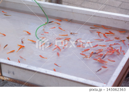 【日本】東京都江東区の深川不動堂の参道に置かれた水槽の中を泳ぐ無数の金魚の稚魚 143062363
