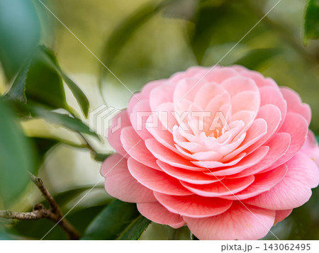 美しいピンクの椿の花 143062495