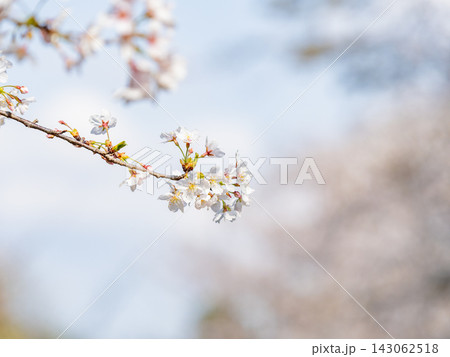 春本番 心うきたつ満開の桜の景色 春本番 心うきたつ満開の桜の景色 143062518