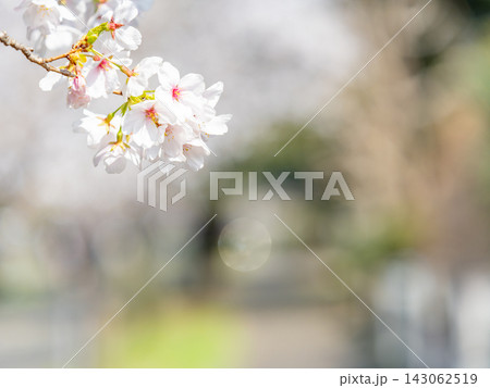 春本番 心うきたつ満開の桜の景色 春本番 心うきたつ満開の桜の景色 143062519