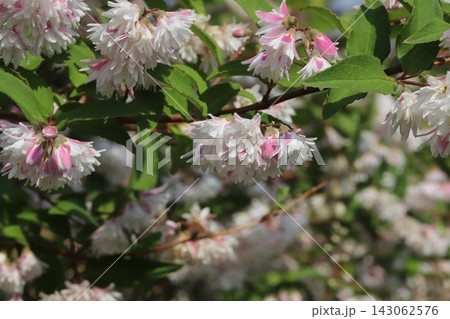 春の公園に咲く外側がピンク色で内側が白い八重咲きのサラサウツギの花 143062576
