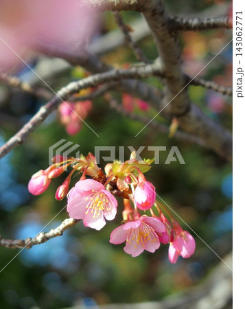 早春の青空と満開の河津桜 早春の青空と満開の河津桜 143062771
