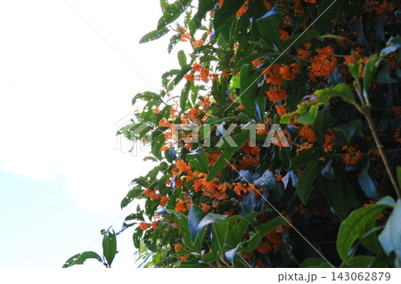 金木犀の花 143062879