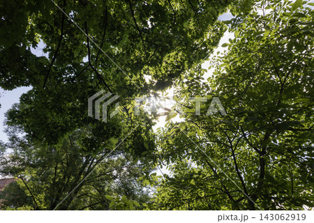 Looking upward through lush green tree canopy in a dense summer forest, low-angle perspective showcasing fresh foliage and branches framing a bright blue sky with white fluffy clouds on a sunny day. 143062919