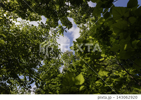 Looking upward through lush green tree canopy in a dense summer forest, low-angle perspective showcasing fresh foliage and branches framing a bright blue sky with white fluffy clouds on a sunny day. Looking upward through lush green tree canopy in a dense summer forest, low-angle perspective showcasing fresh foliage and branches framing a bright blue sky with white fluffy clouds on a sunny day. 143062920
