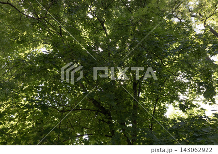 Looking upward through lush green tree canopy in a dense summer forest, low-angle perspective showcasing fresh foliage and branches framing a bright blue sky with white fluffy clouds on a sunny day. 143062922
