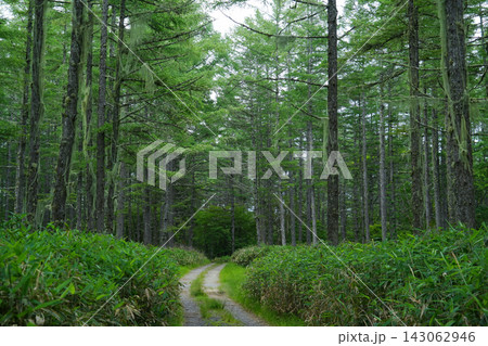 長野県_富士見町_入笠湿原周辺 長野県_富士見町_入笠湿原周辺 143062946