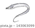 タチウオのカラーイラスト　手描き筆タッチの魚素材 143063099