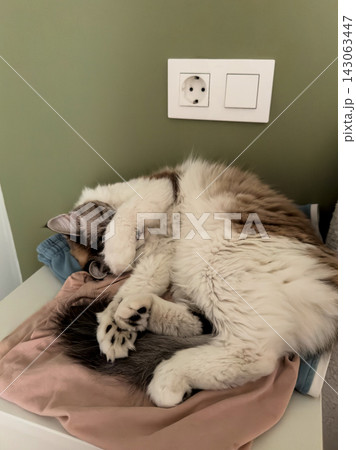 White Ragdoll cat sleeping curled up on a pile of clothes on a bedside table by a green wall White Ragdoll cat sleeping curled up on a pile of clothes on a bedside table by a green wall 143063447