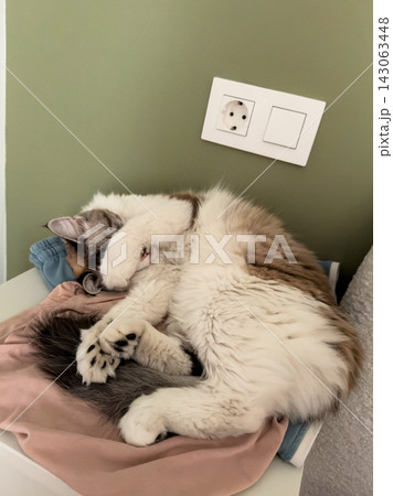 Fluffy white Ragdoll cat curled up asleep on folded clothes on a nightstand by an olive green wall 143063448