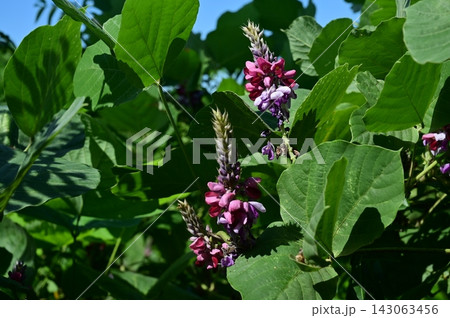 クズ(マメ科)クズ属の草本植物 クズ(マメ科)クズ属の草本植物 143063456