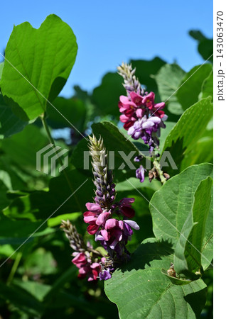 クズ（マメ科）クズ属の草本植物 143063470
