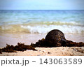 砂浜に漂着したヤシの実と澄んだ海の波打ち際 143063589