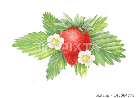 Strawberry, leaves, flowers. Hand-painted watercolor illustration isolated on white for food packaging, tea, jam, dessert, drinks, branding, sticker, cards, logo, label, poster, recipes, print, design Strawberry, leaves, flowers. Hand-painted watercolor illustration isolated on white for food packaging, tea, jam, dessert, drinks, branding, sticker, cards, logo, label, poster, recipes, print, design 143064779