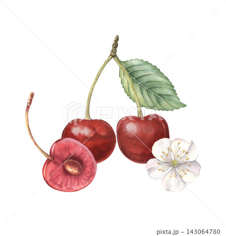 Cherry composition, whole, half berry, leaf, flower. Hand-painted watercolor illustration isolated on white for food packaging, tea, jam, desserts, drinks, branding, cards, recipes, designs, poster Cherry composition, whole, half berry, leaf, flower. Hand-painted watercolor illustration isolated on white for food packaging, tea, jam, desserts, drinks, branding, cards, recipes, designs, poster 143064780