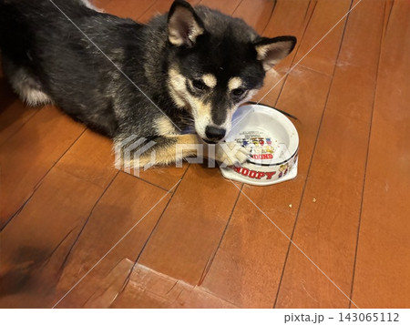 おねだりする豆柴。腹ペコ柴犬 おねだりする豆柴。腹ペコ柴犬 143065112