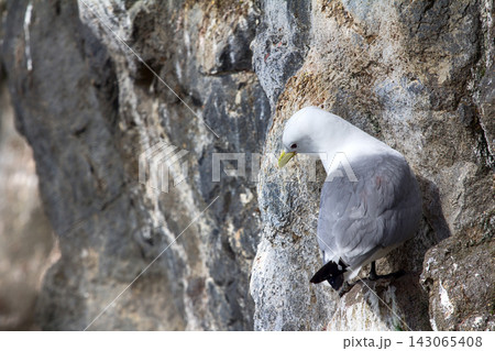Kittiwakes on ledges near nest and incubate Kittiwakes on ledges near nest and incubate 143065408