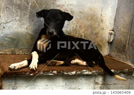 poor homeless skinny lorn dog on streets of city. 143065409