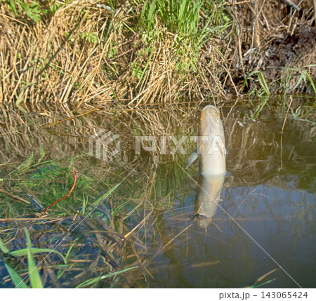 Burbot (Lota lota) is caught on fishing line for bottom fishing in forest river Burbot (Lota lota) is caught on fishing line for bottom fishing in forest river 143065424