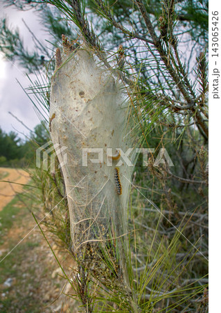 Nest of butterflies from eggs which hatch caterpillars Nest of butterflies from eggs which hatch caterpillars 143065426