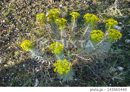 Gopher spurge on dry plateau of Taurus mountains Gopher spurge on dry plateau of Taurus mountains 143065440
