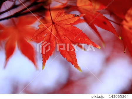鮮やかな紅葉・バックライトブルー 鮮やかな紅葉・バックライトブルー 143065864